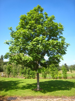 All about ash tree