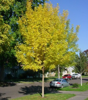 Planting and caring for ash