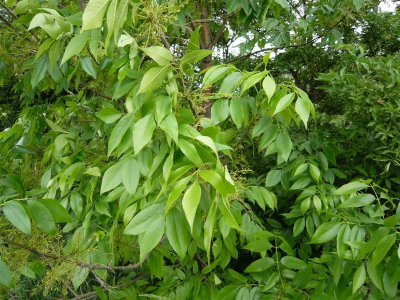 Ash tree: description