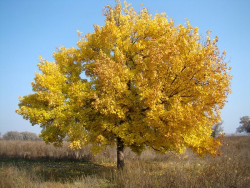 Ash tree description