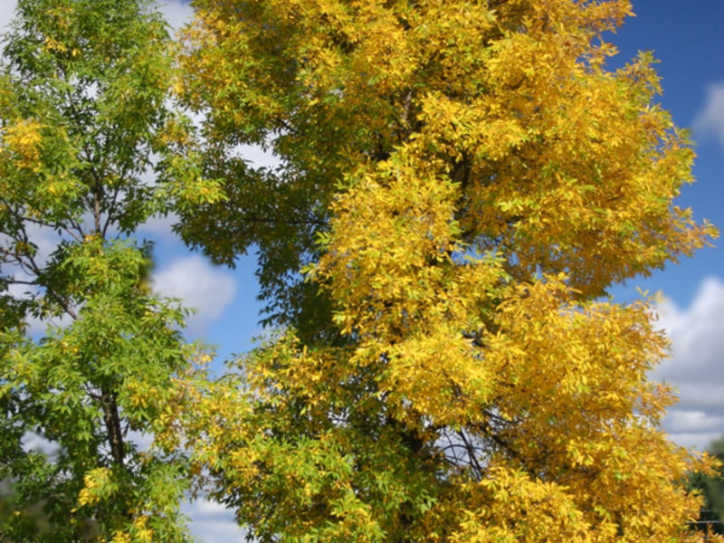 Yellowed ash leaves