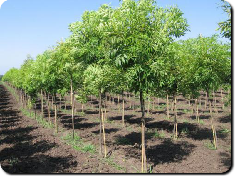 How can an ash tree be propagated