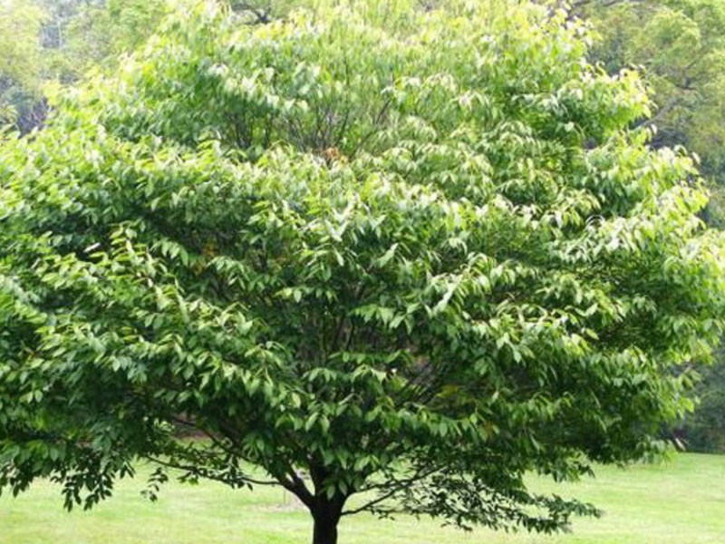 Clear tree