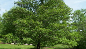 Black alder or sticky