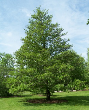 How to plant an alder correctly