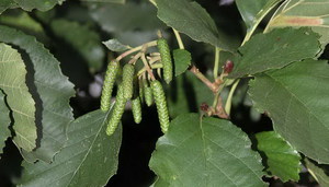 Why the alder tree is valued