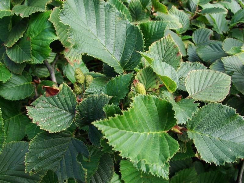 Blooming alder