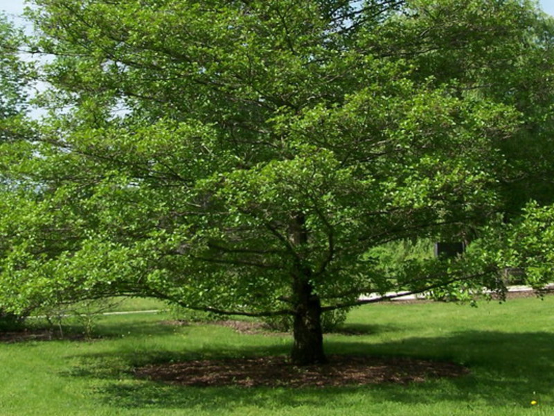 Black alder or sticky