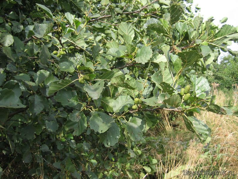 Alder care