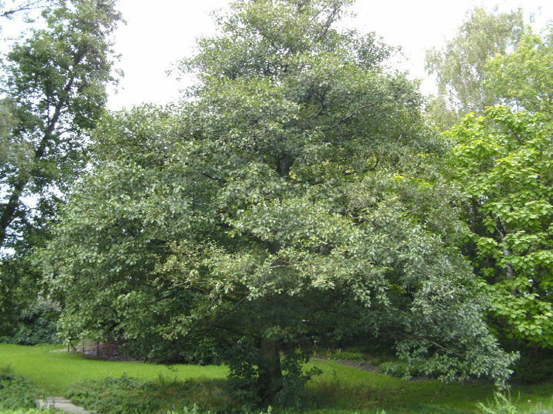 How to plant an alder tree