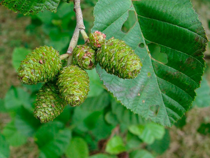 Alder buds and leaves