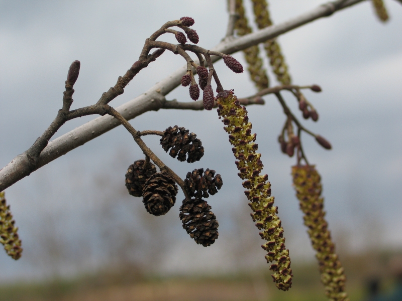 How alder grows