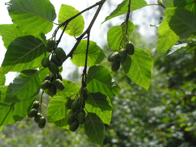 Alder tree