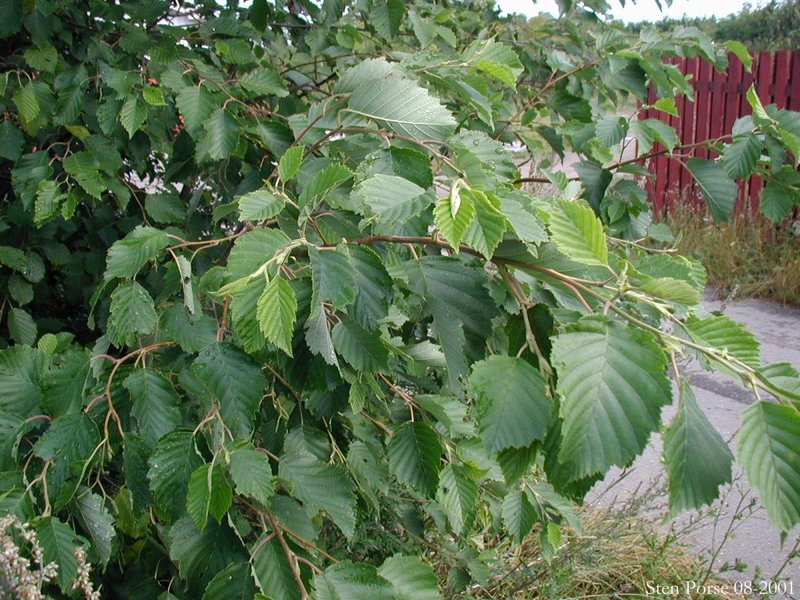 How alder is used in medicine