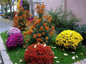 Chrysanthemums in pots care for them