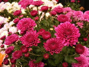 Beautiful chrysanthemum flowers