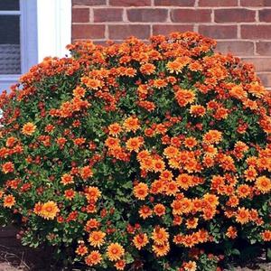 Garden chrysanthemum care and growing process