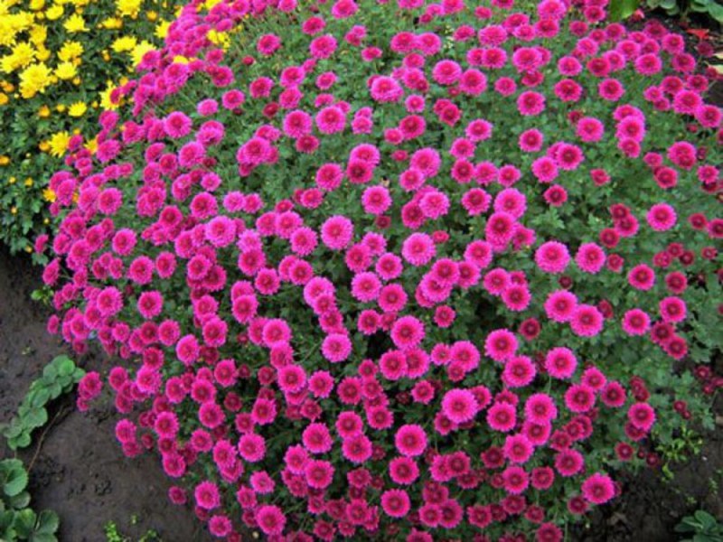 Chrysanthemum description