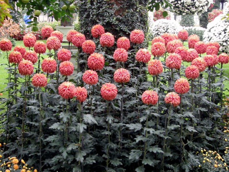 Pink-purple chrysanthemums