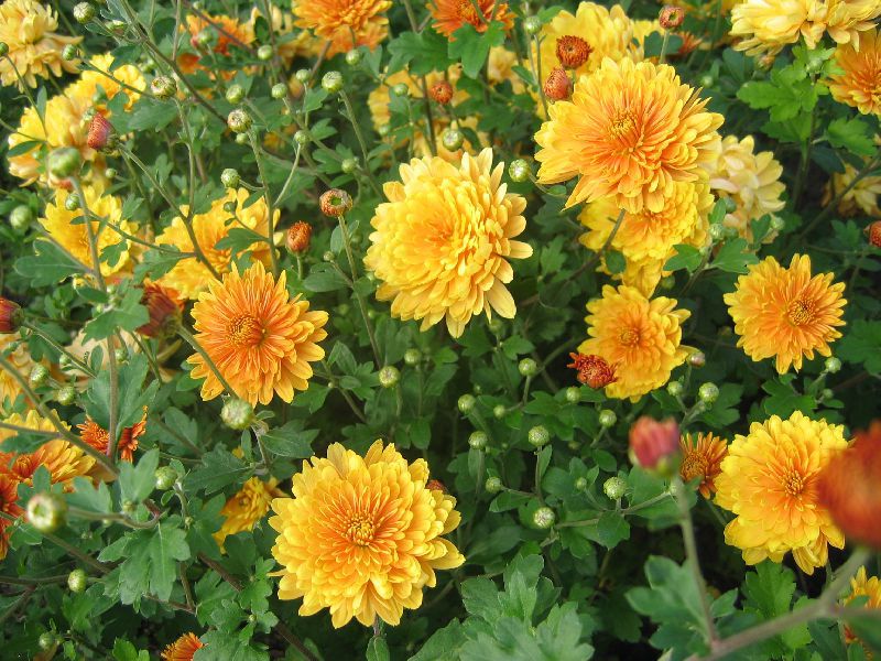 Reproduction of chrysanthemums