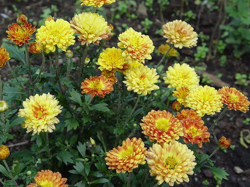 What is the peculiarity of growing chrysanthemums