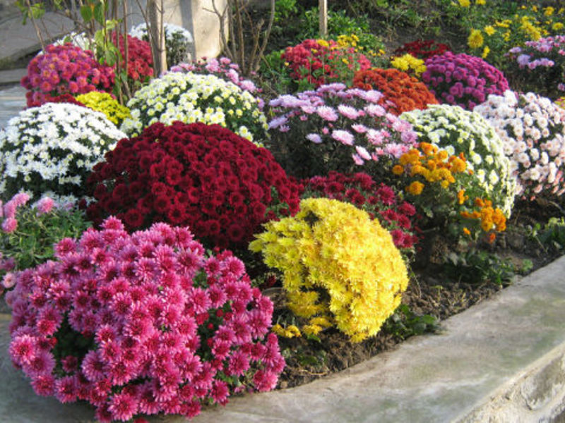 Reproduction of chrysanthemums