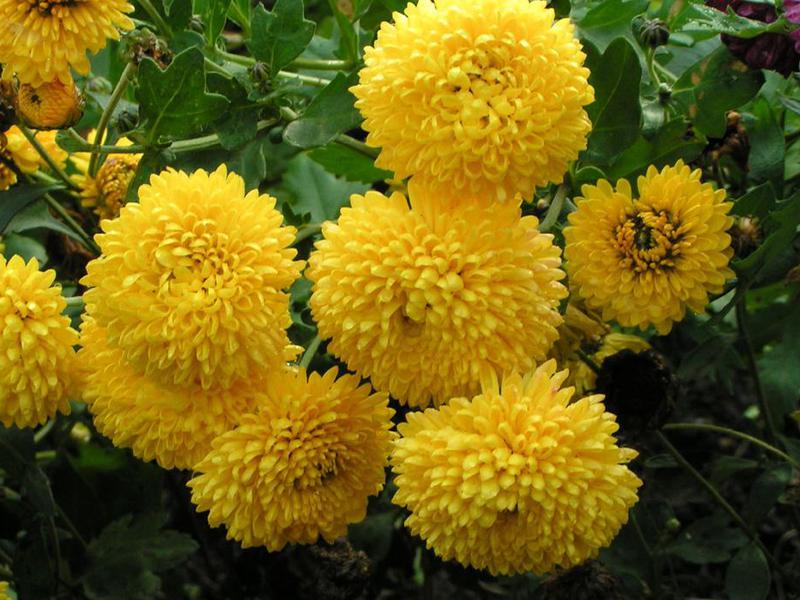 Garden chrysanthemum