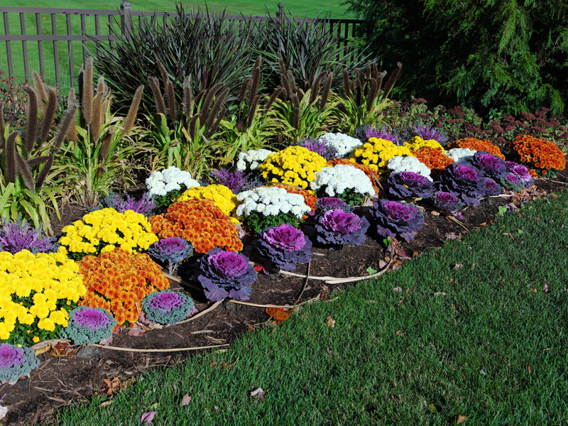 Reproduction of chrysanthemums