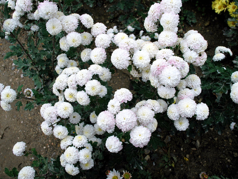 Korean chrysanthemums