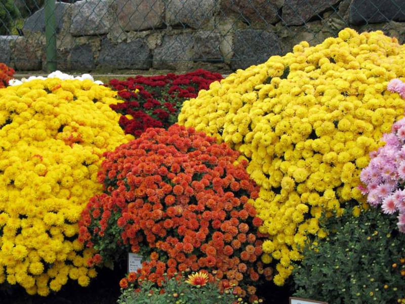 Chrysanthemum flower appearance