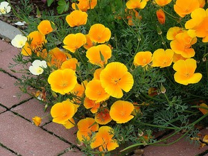 Eschsholzia: cultivation in peat tablets