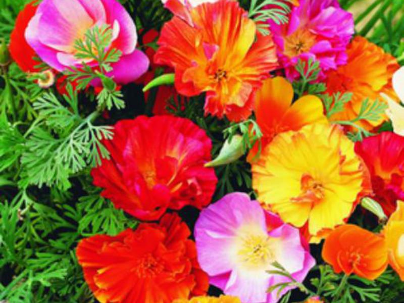 How to plant an escholzia