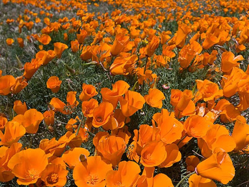 Planting and caring for escholzia