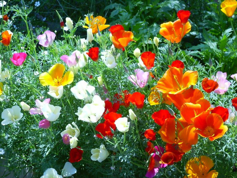 How Escholzia blooms