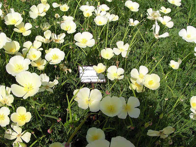 Escholzia seedlings