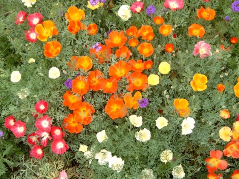 Multicolored eschsholzia