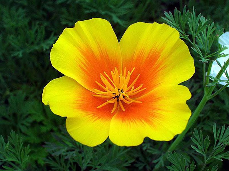 Eschsholzia, growing seedlings