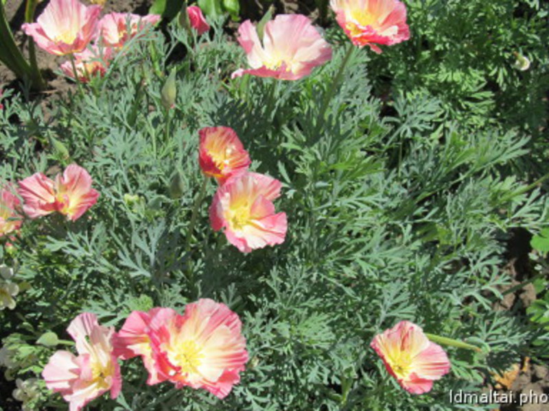 How to plant an escholzia