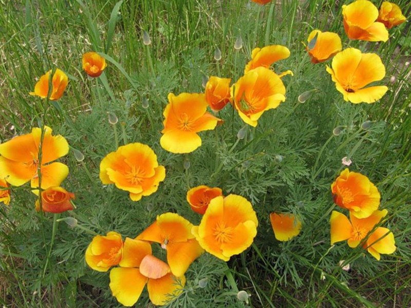 Varieties of the Escholzia flower