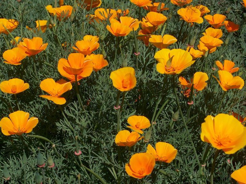 Growing a flower of escholzia