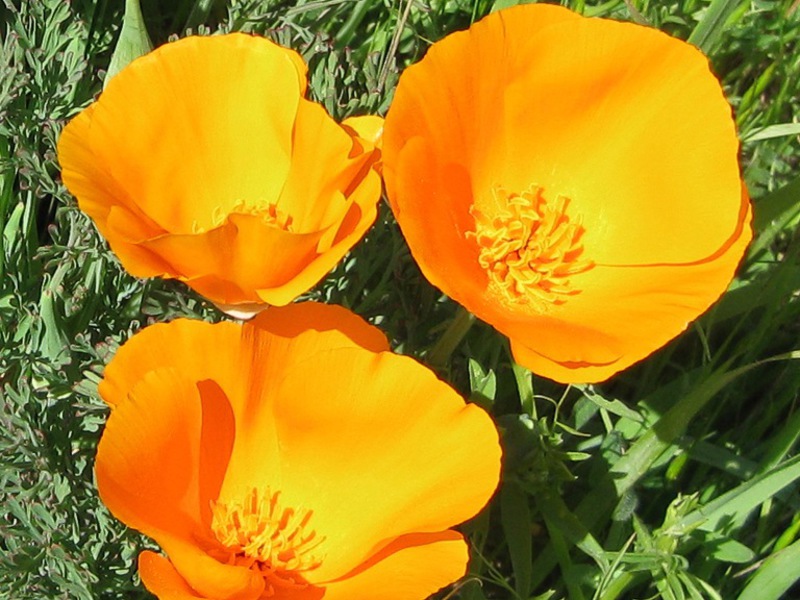 Flowering escholzia