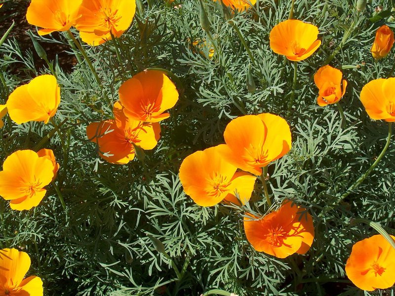 Escholzia seeds