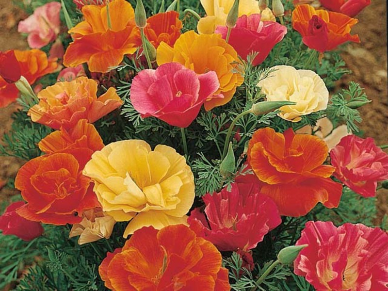 Types of escholzia