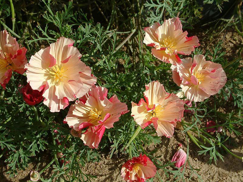 Escholzia appearance