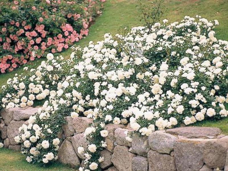 Climbing large-flowered roses.