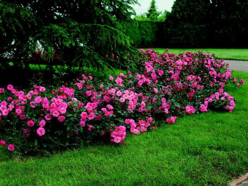 Pink flower bed