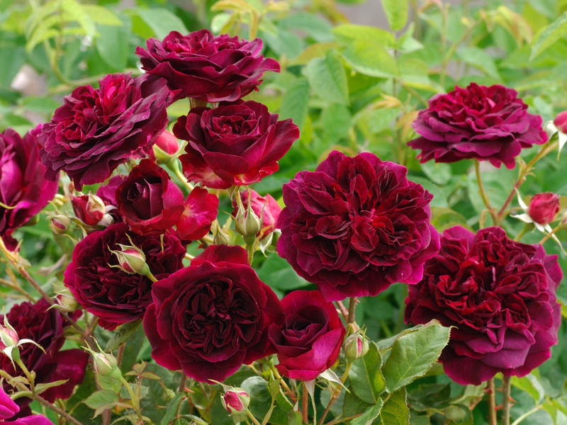 Ground cover roses