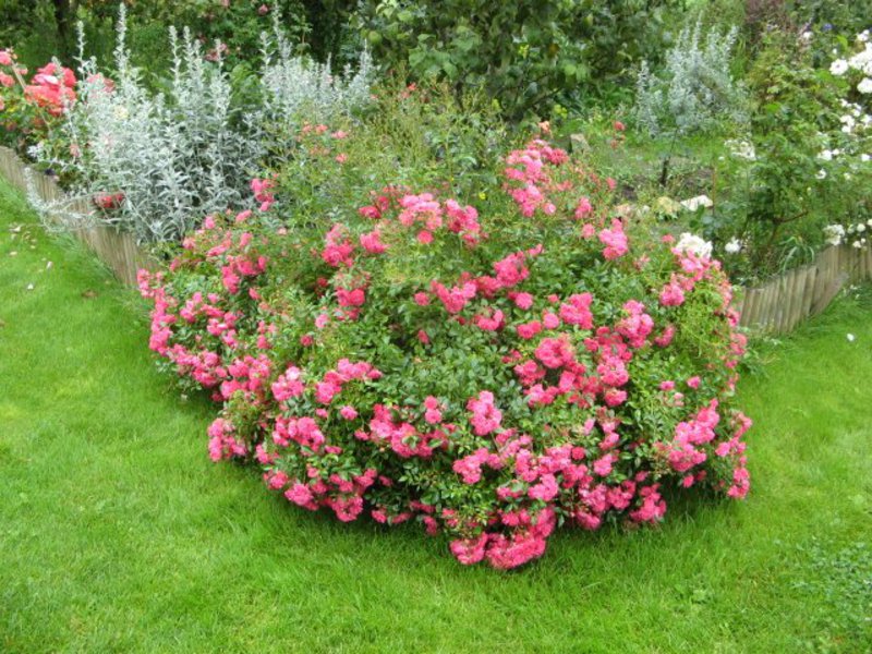 Groundcover rose border