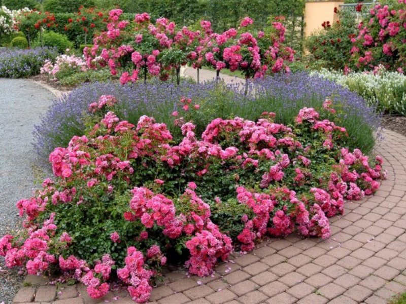 The best varieties of ground cover roses