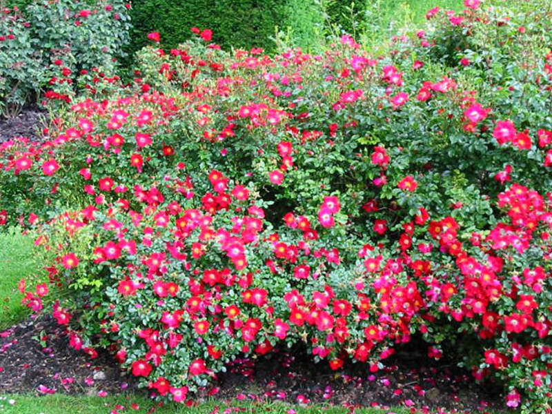 How to grow a groundcover rose